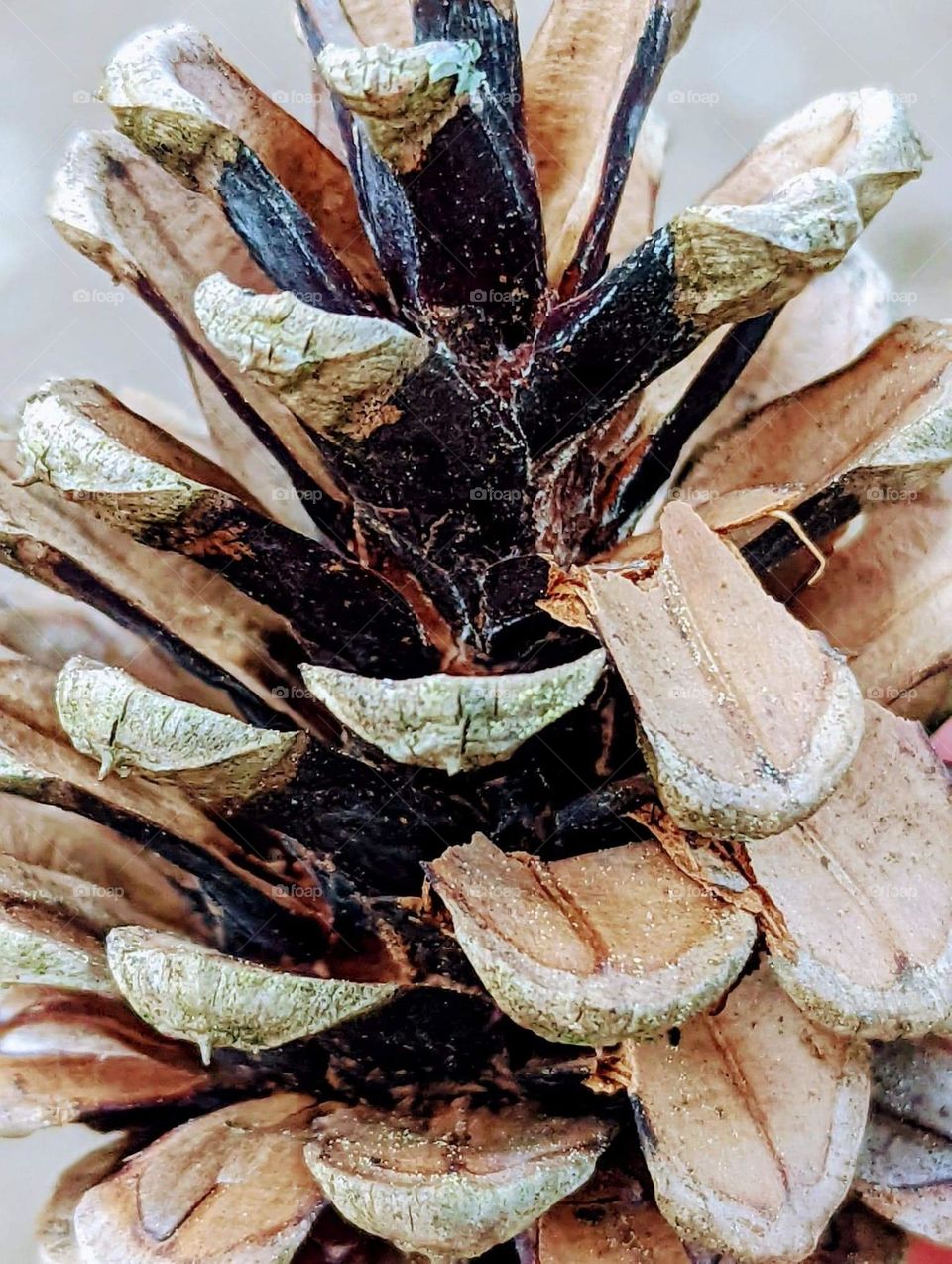 The Conifer cone (pine cone)