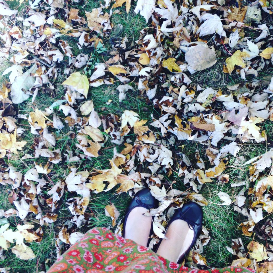 Leaves on the ground
