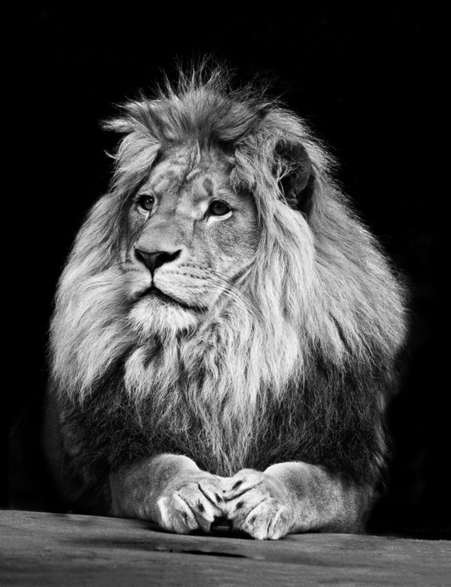 beautiful lion