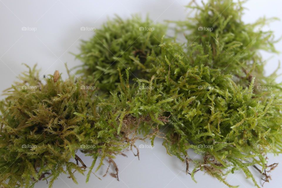 Green moss 