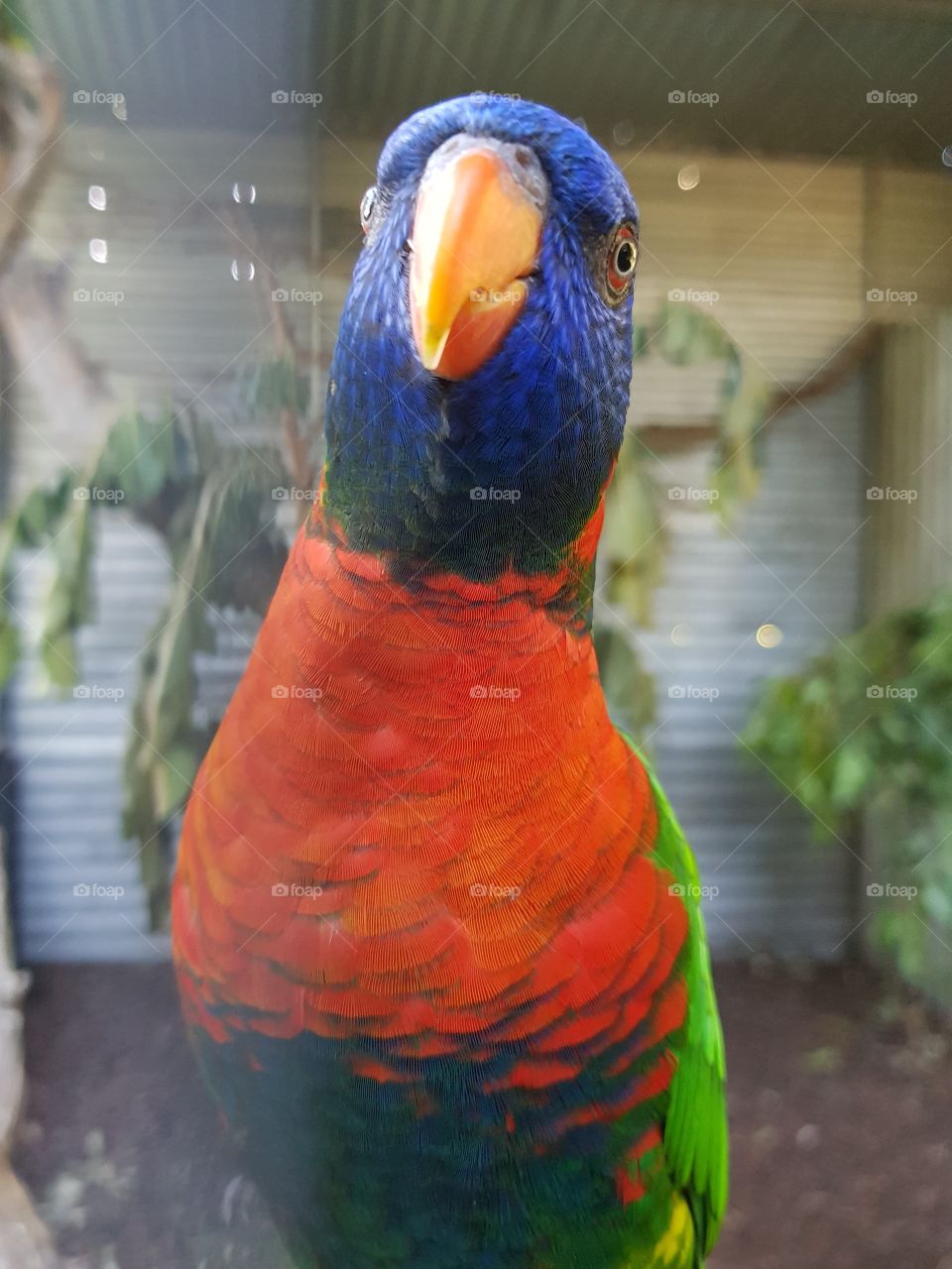 colourful parrot