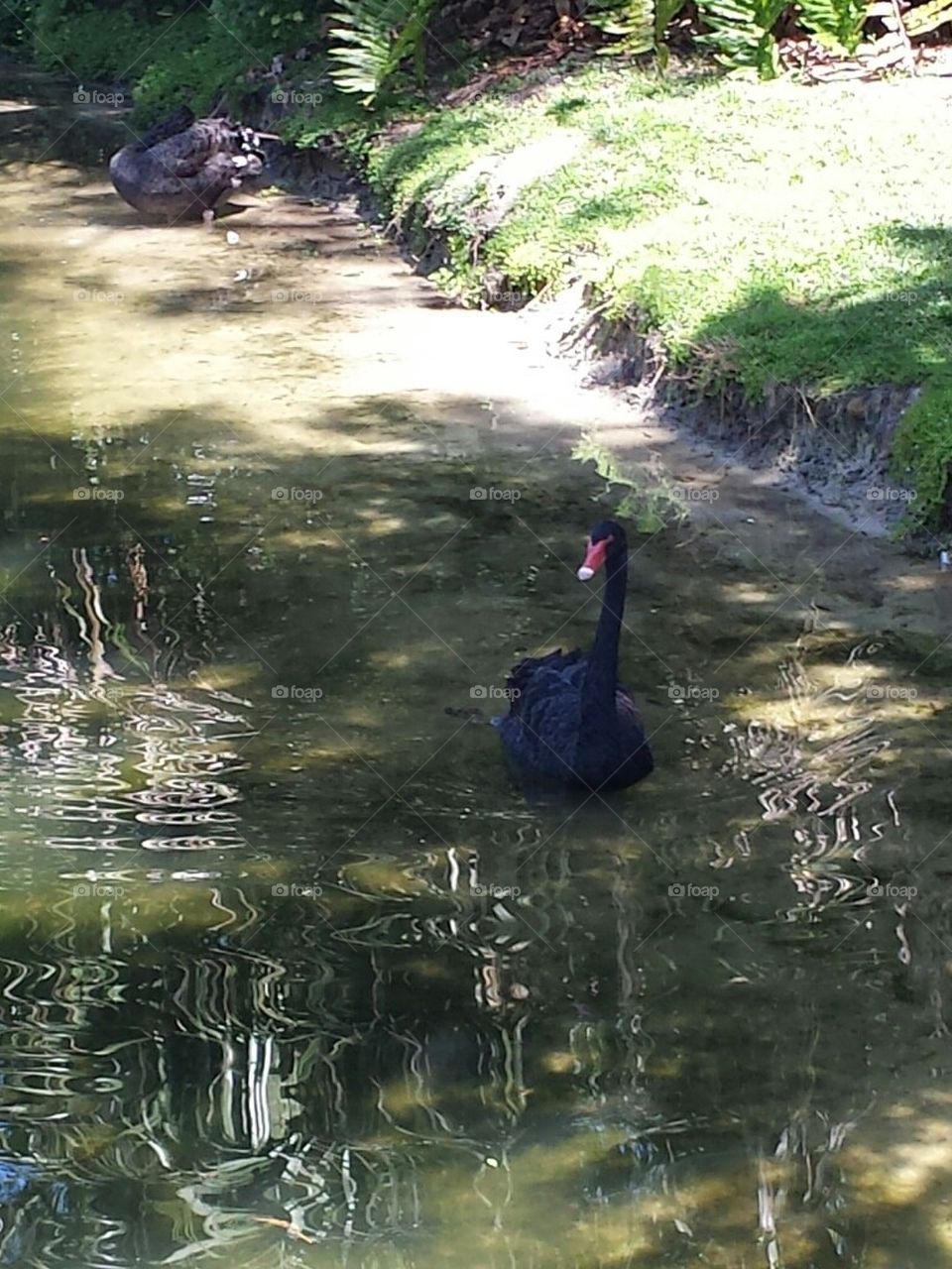 Black Swan