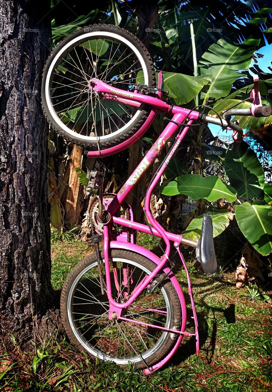 bike in the tree