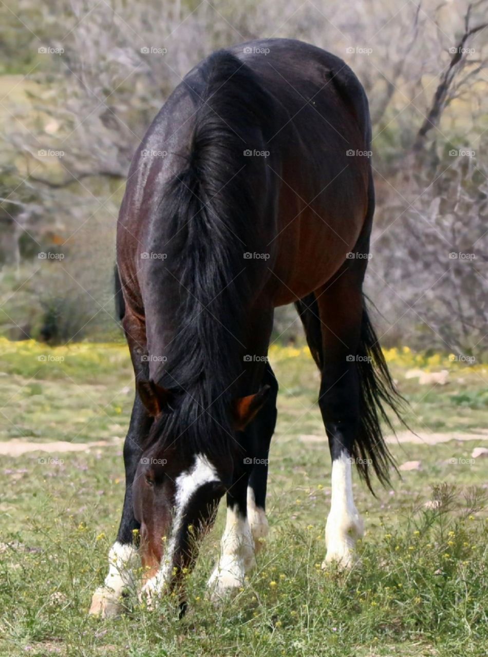 Wild Stallion Grazing in Desert Spring