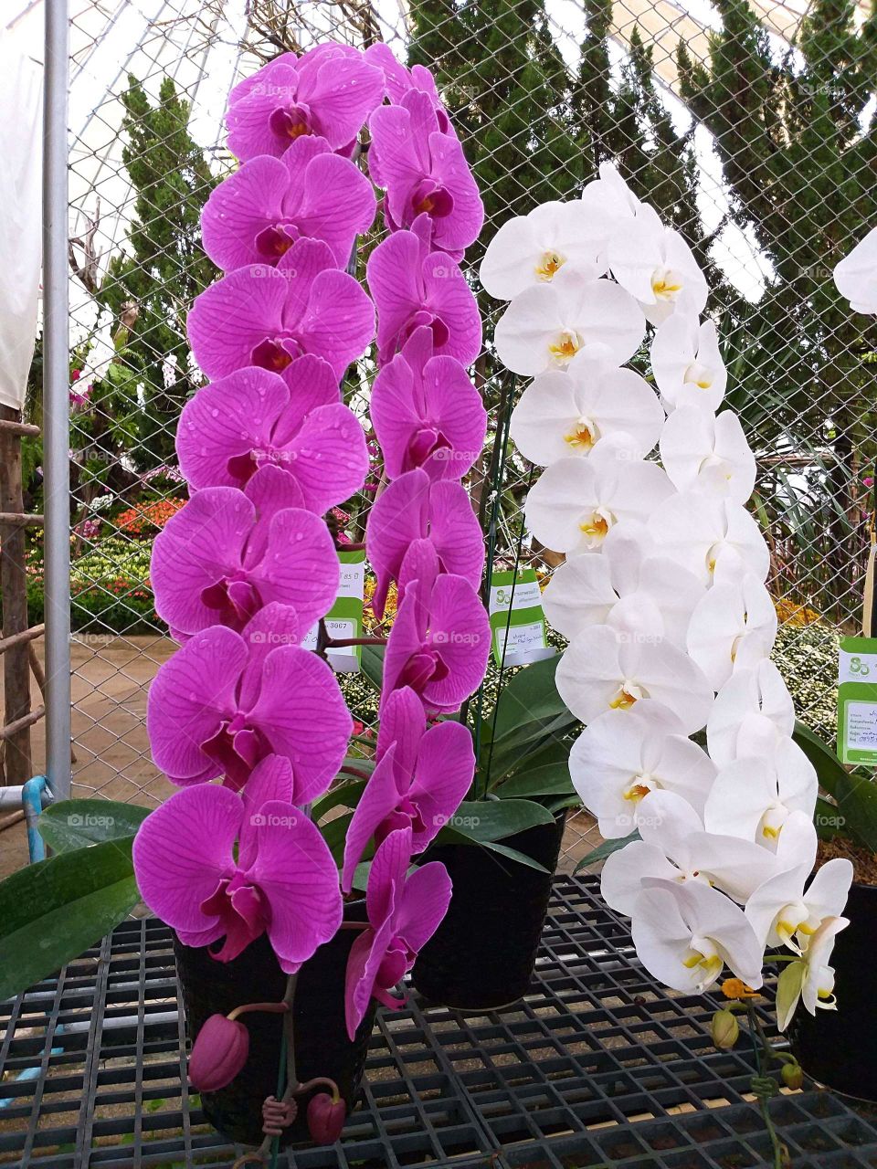 vanda orchid. pink and white orchid