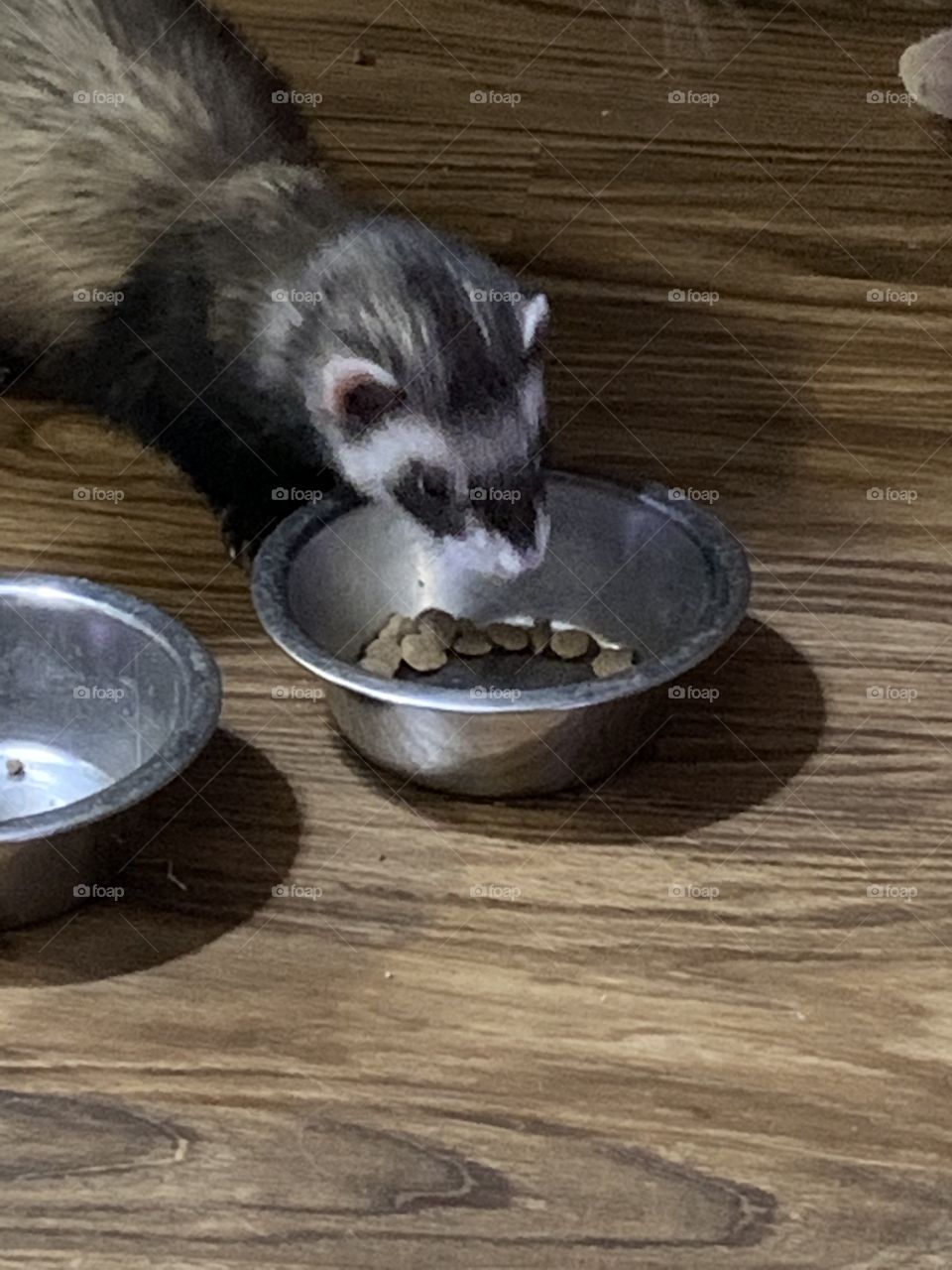 Ferret eating food