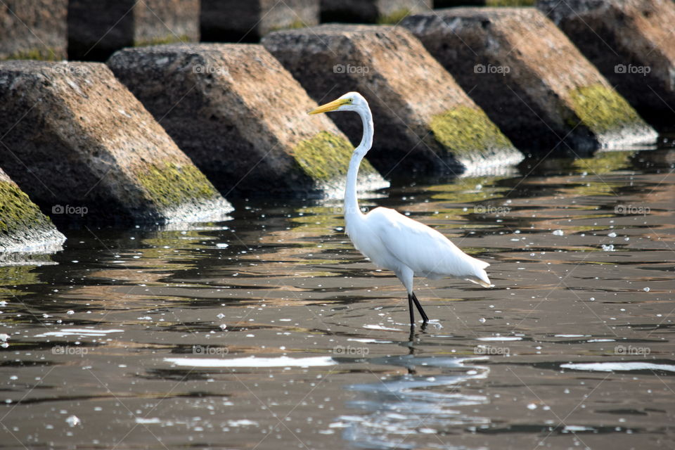 Egret