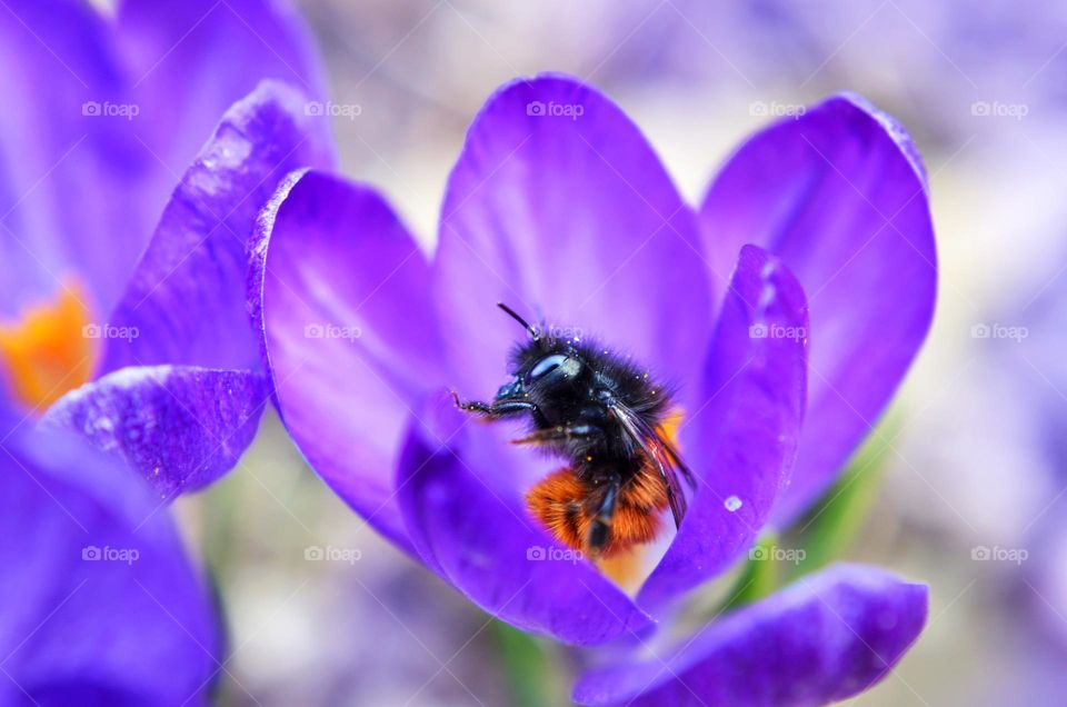 The beauty of spring