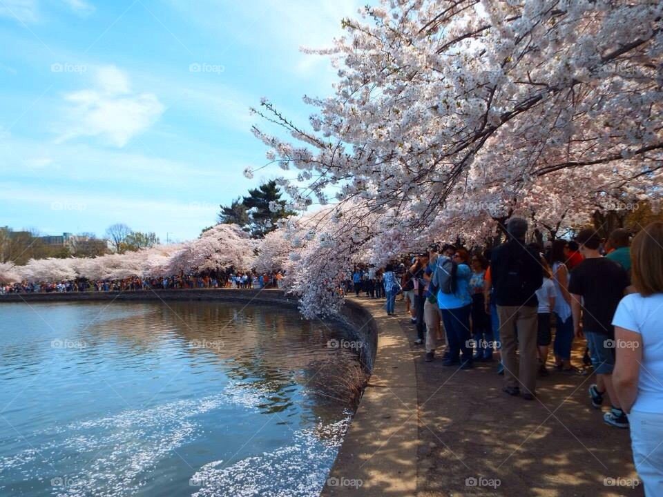 Cherry Blossom Festival