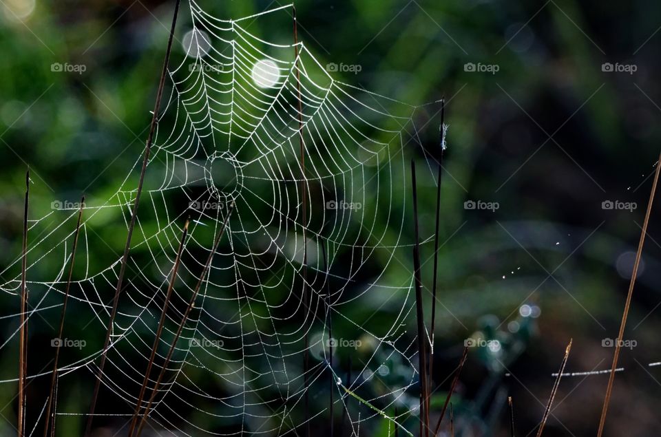 Web in the morning dew