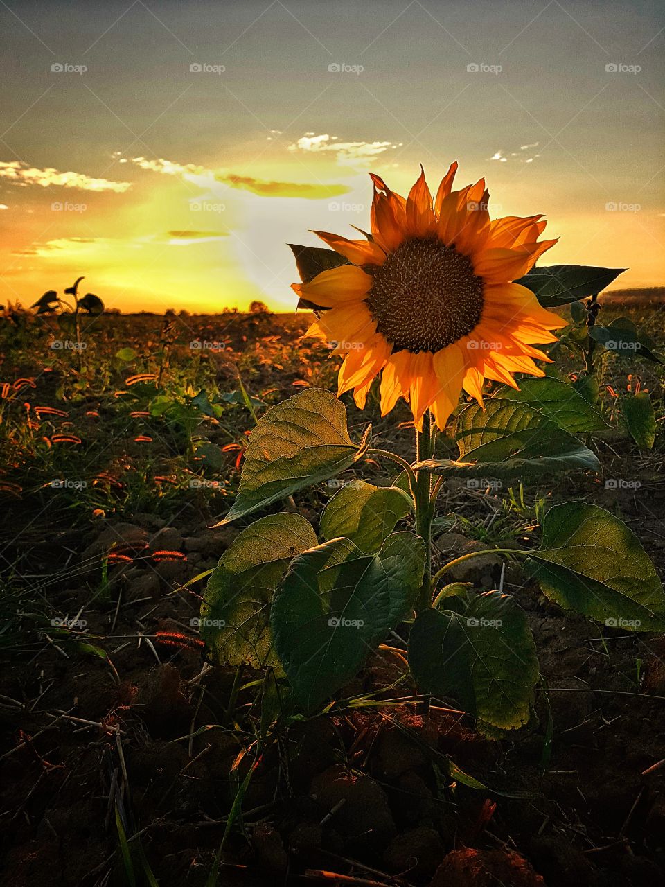 The last autumn sunflower.