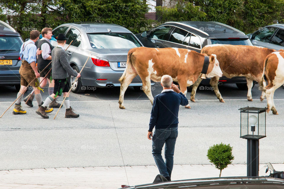 Cow parade through town 