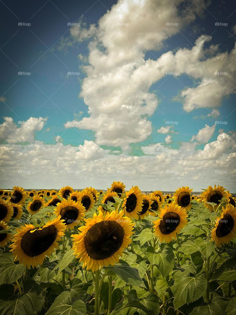 Sunflower field
