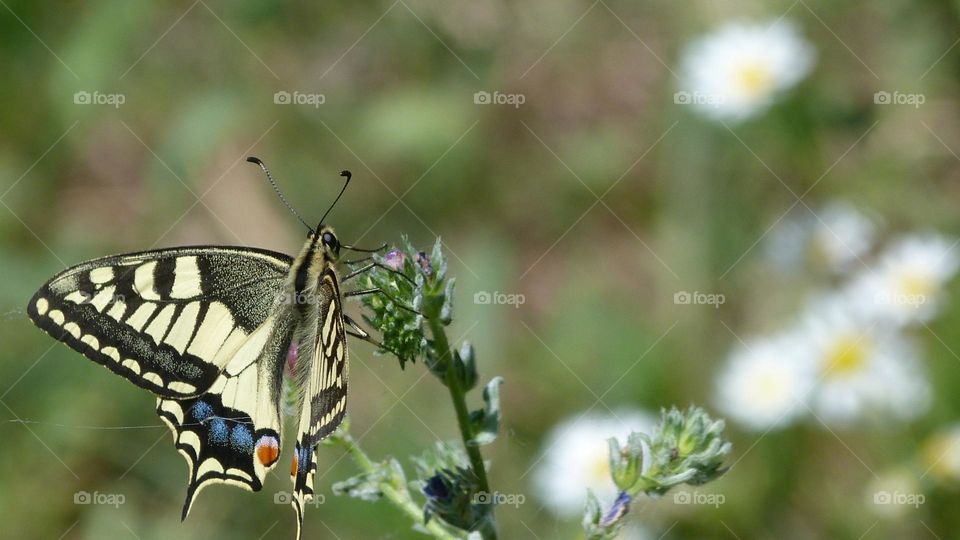 Papillon Machaon