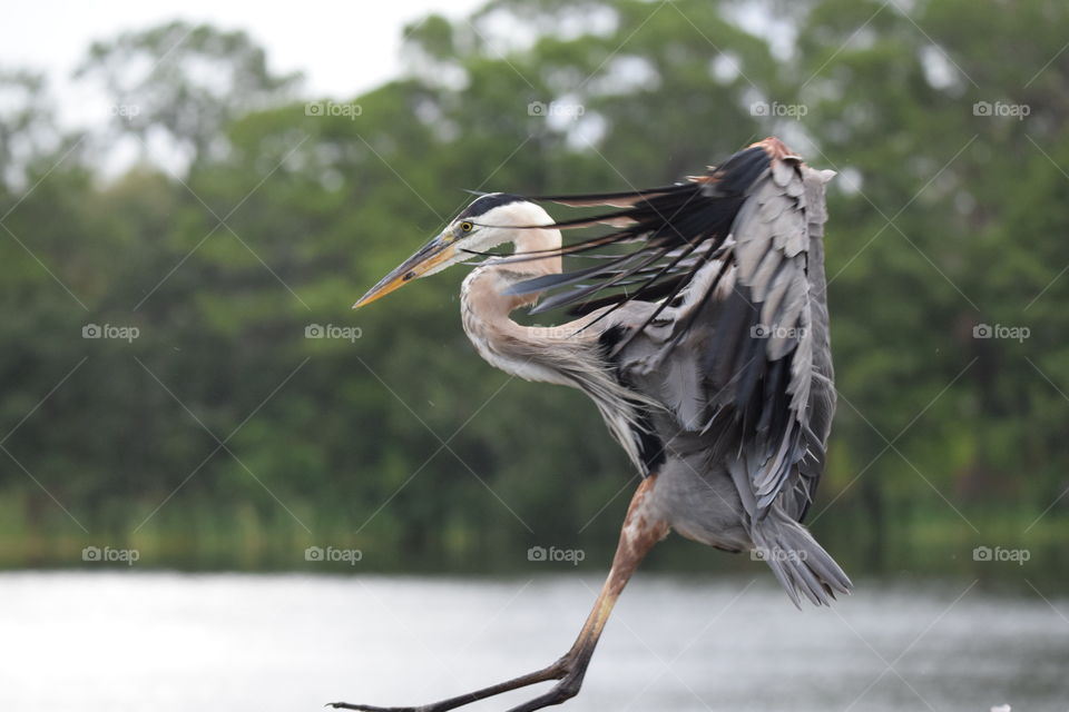 Heron landing