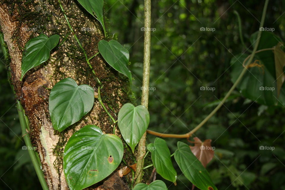 Selva Lacandona, San Cristóbal de Las Casas, Chiapas, México