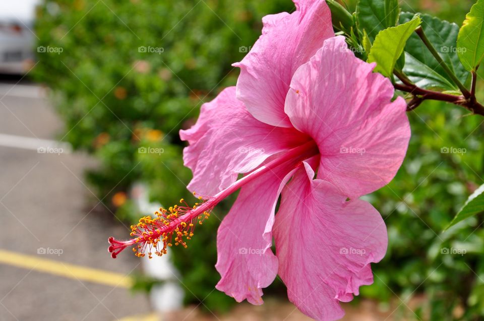 Tropical flower 