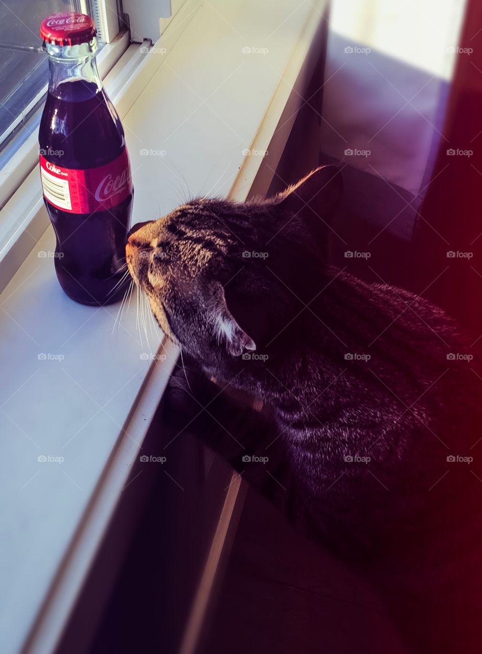 Kitty likes Coca Cola too! 