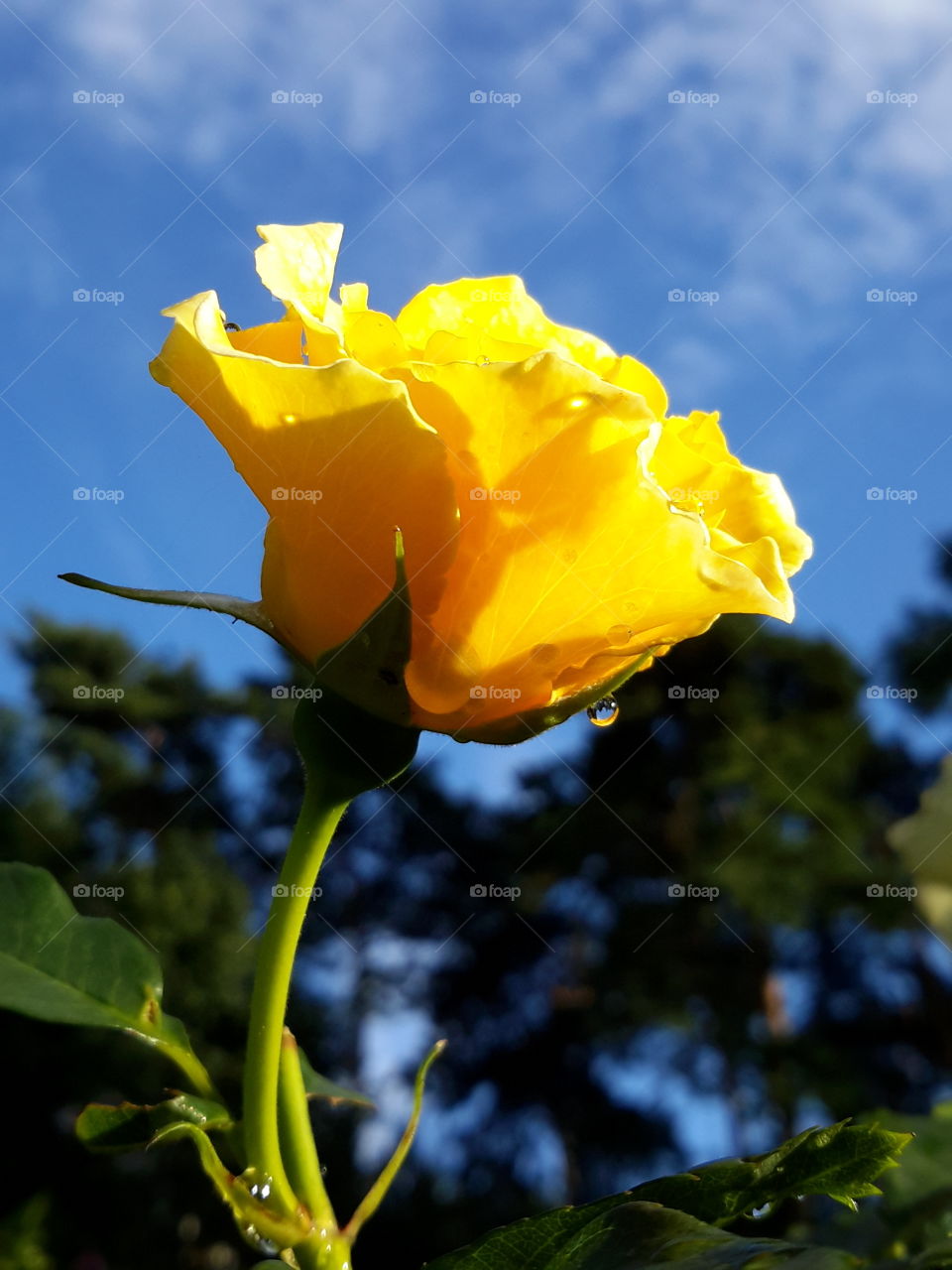 Rose in blue sky