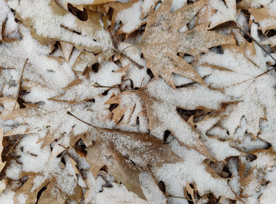 Brown leaves in snow