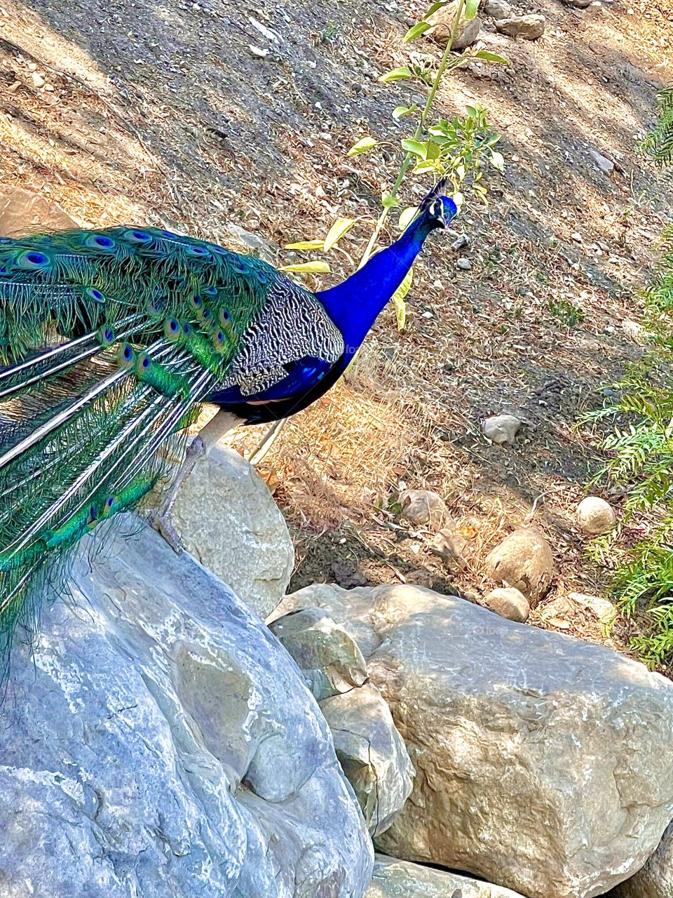 Peacock