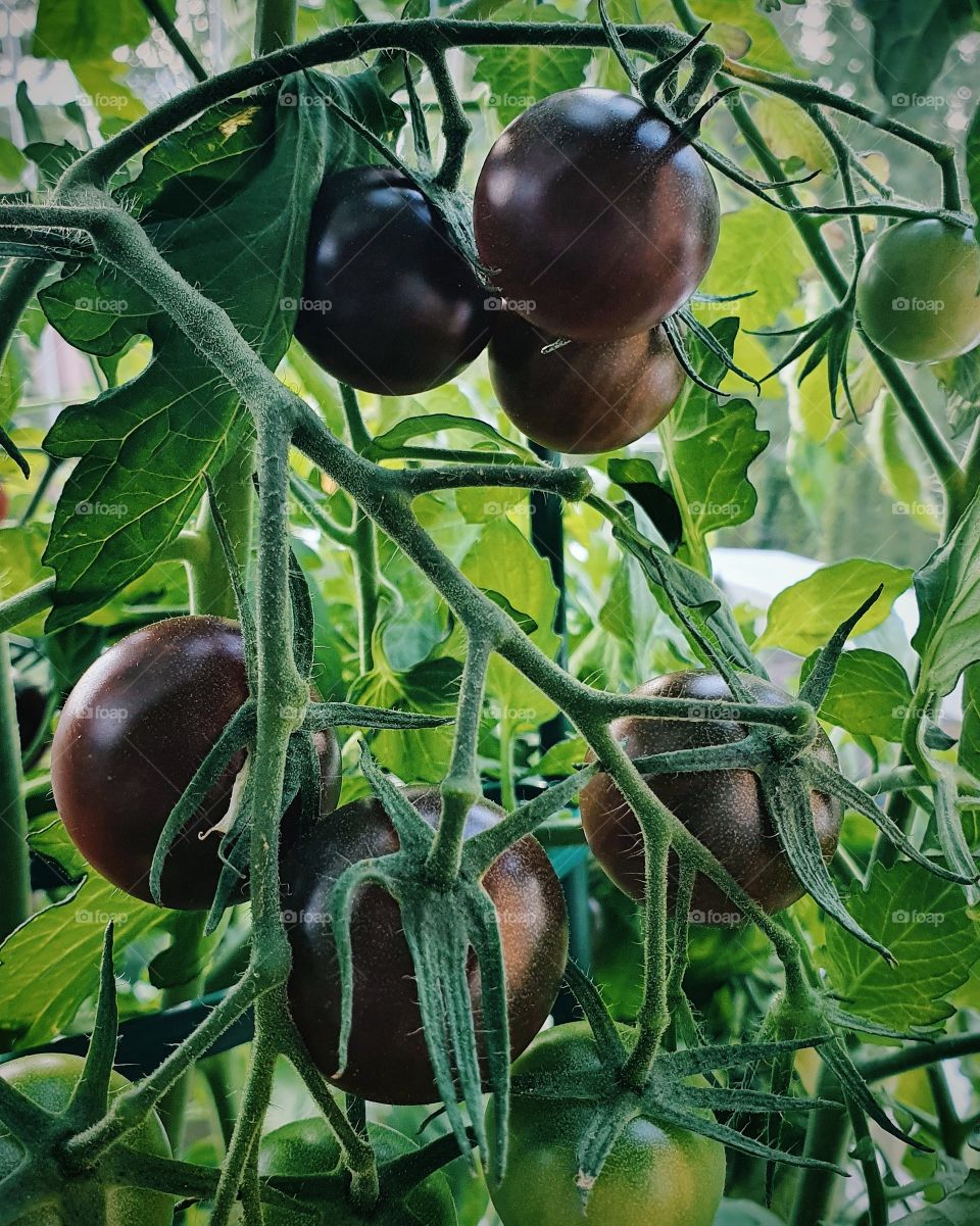 Close-up of dark red cocktail tomatoes ripening