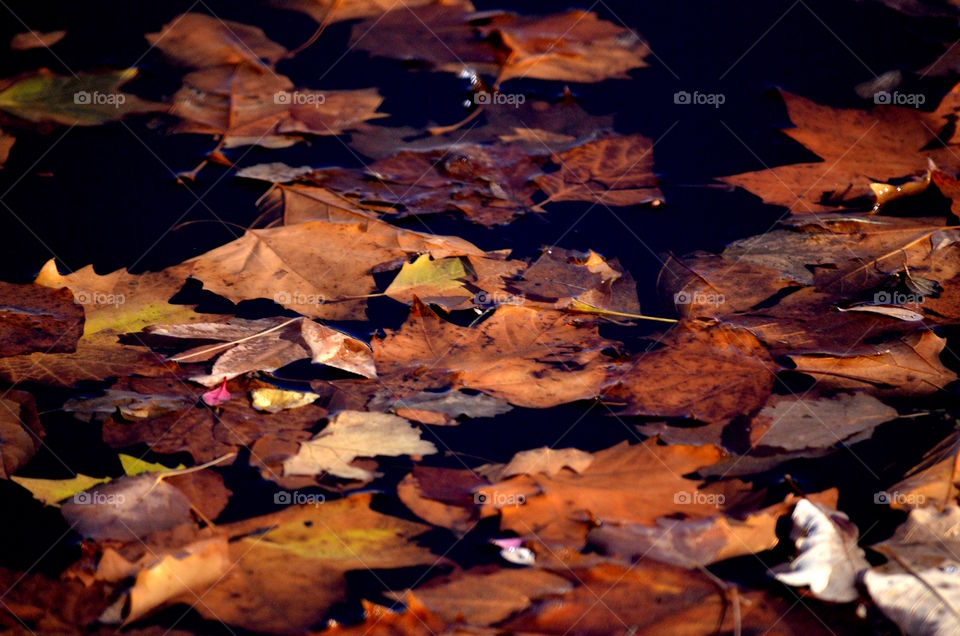 Autumn on the Water