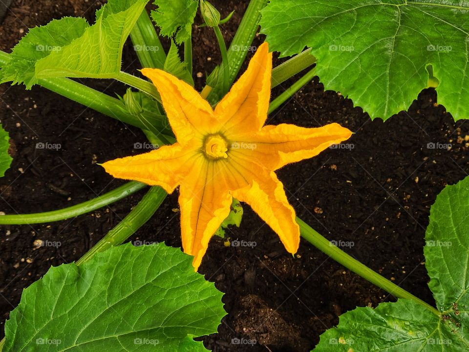 Beautiful yellow zucchini flowers in full bloom