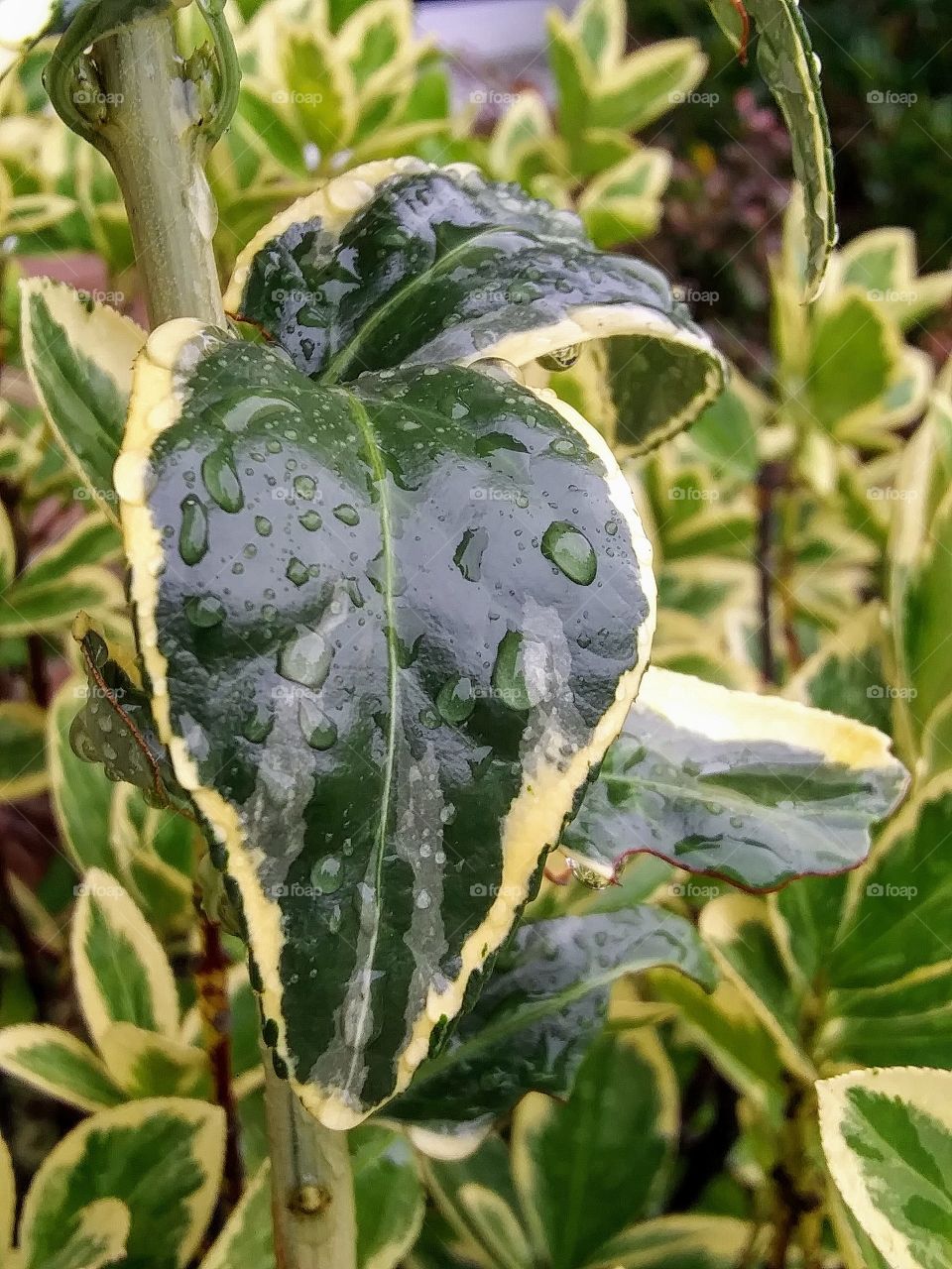 leaf covered in water droplets