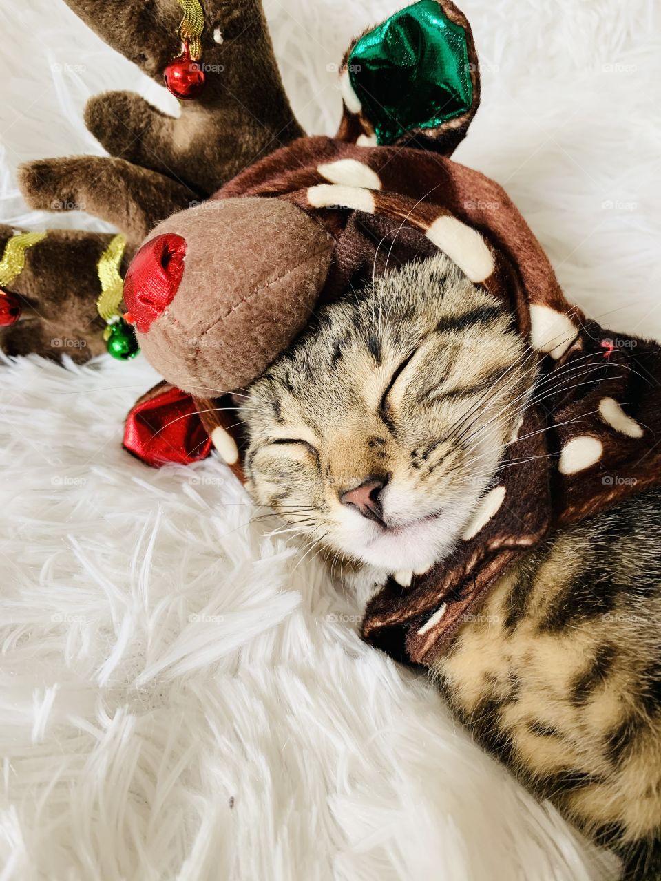 Cat dressed as Christmas reindeer 