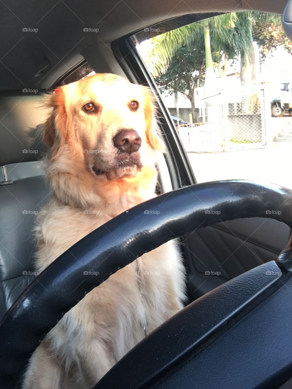 Driver, dog, Golden Retrivie