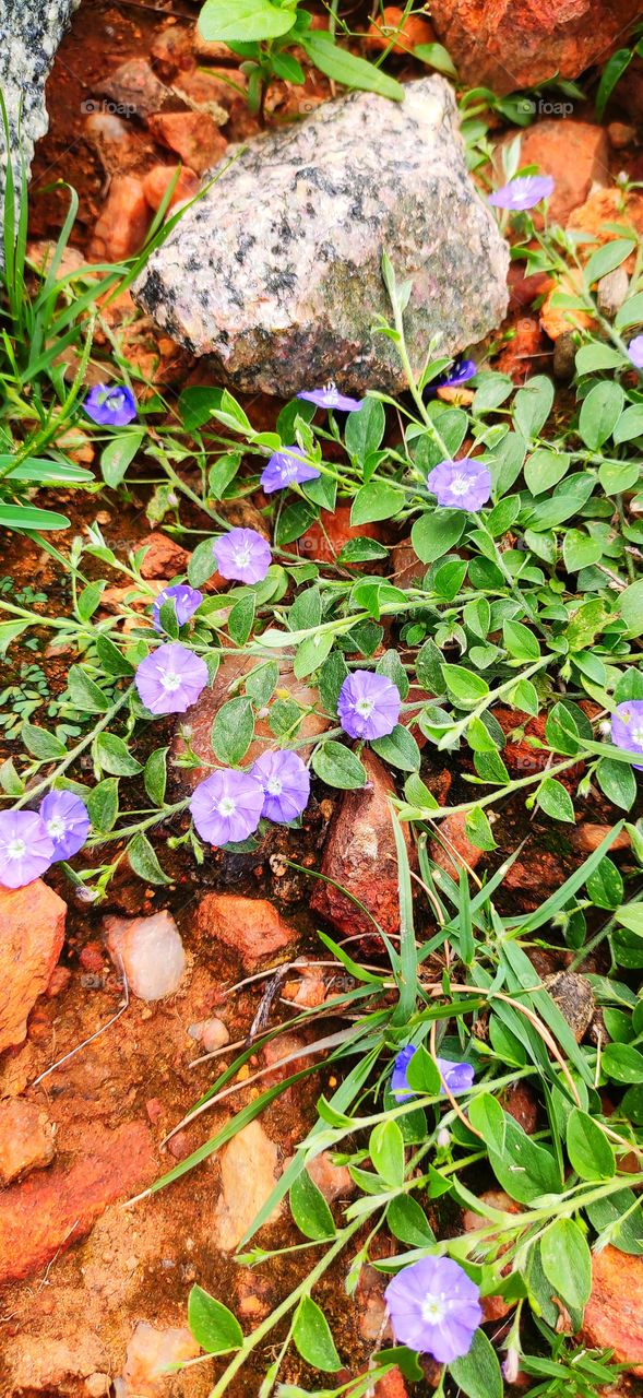 little blue flower