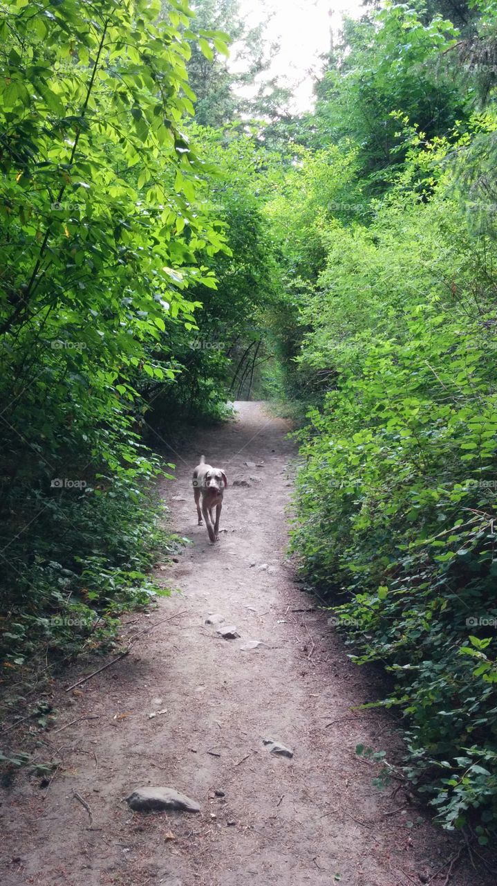 Weimaraner on the trail. Dog walk through the trails at Elk Lake Park in Victoria BC