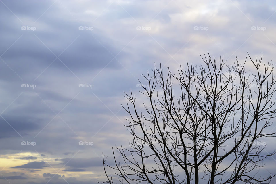 The beauty of the sky with clouds and tree.