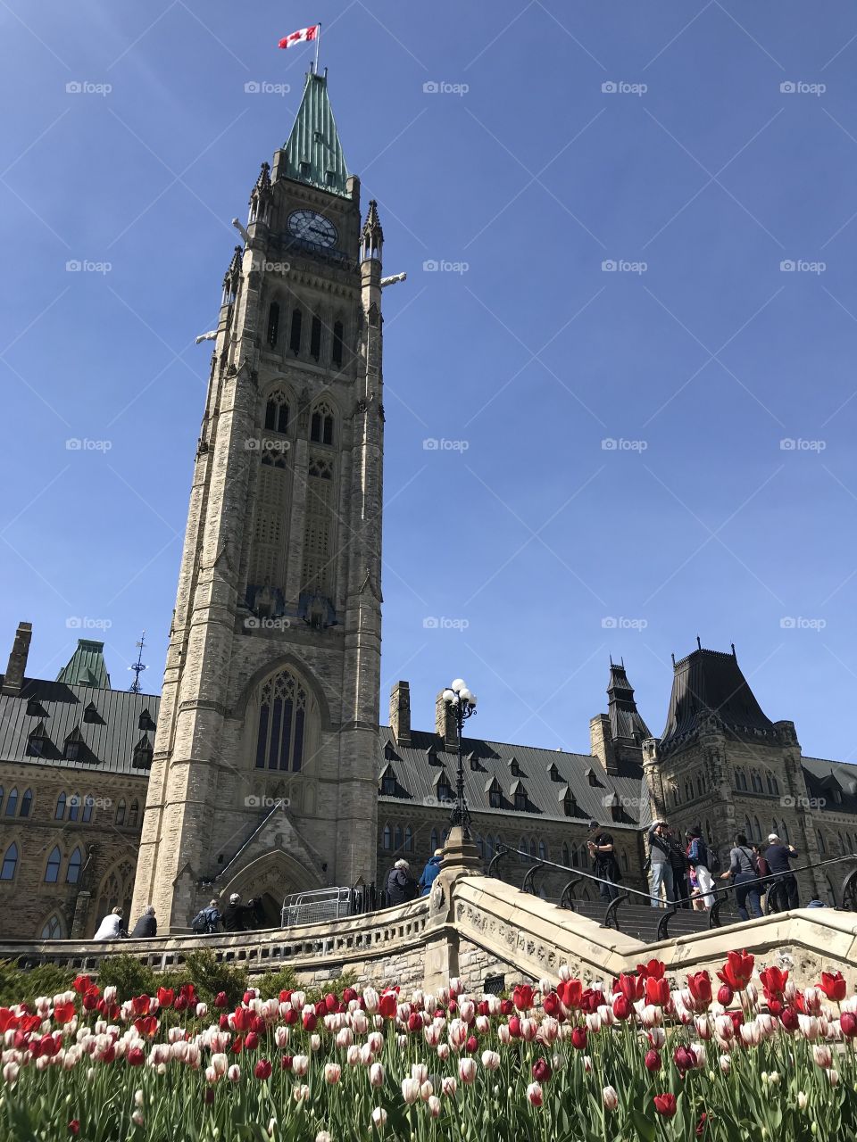 Canada parliament tulips