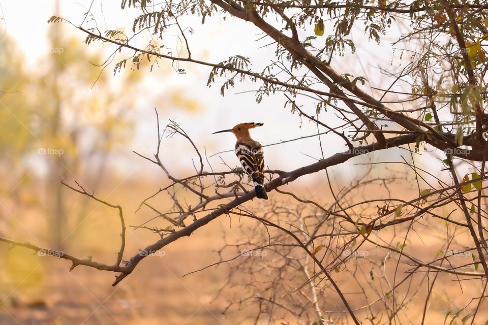 Bird With A Sharp Pointed Beak Sits In A Bare Tree Photo