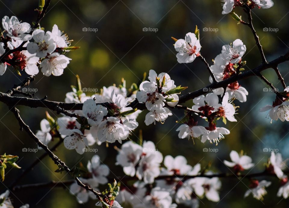 Beautiful white flowers! 
