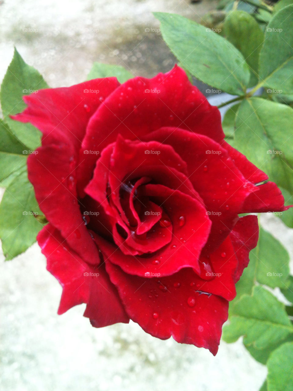 green flower red leaves by mksmith