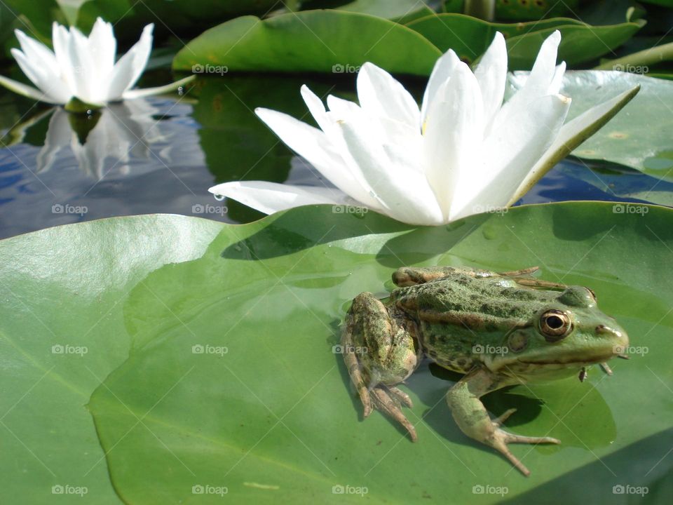 Frog on a water lily