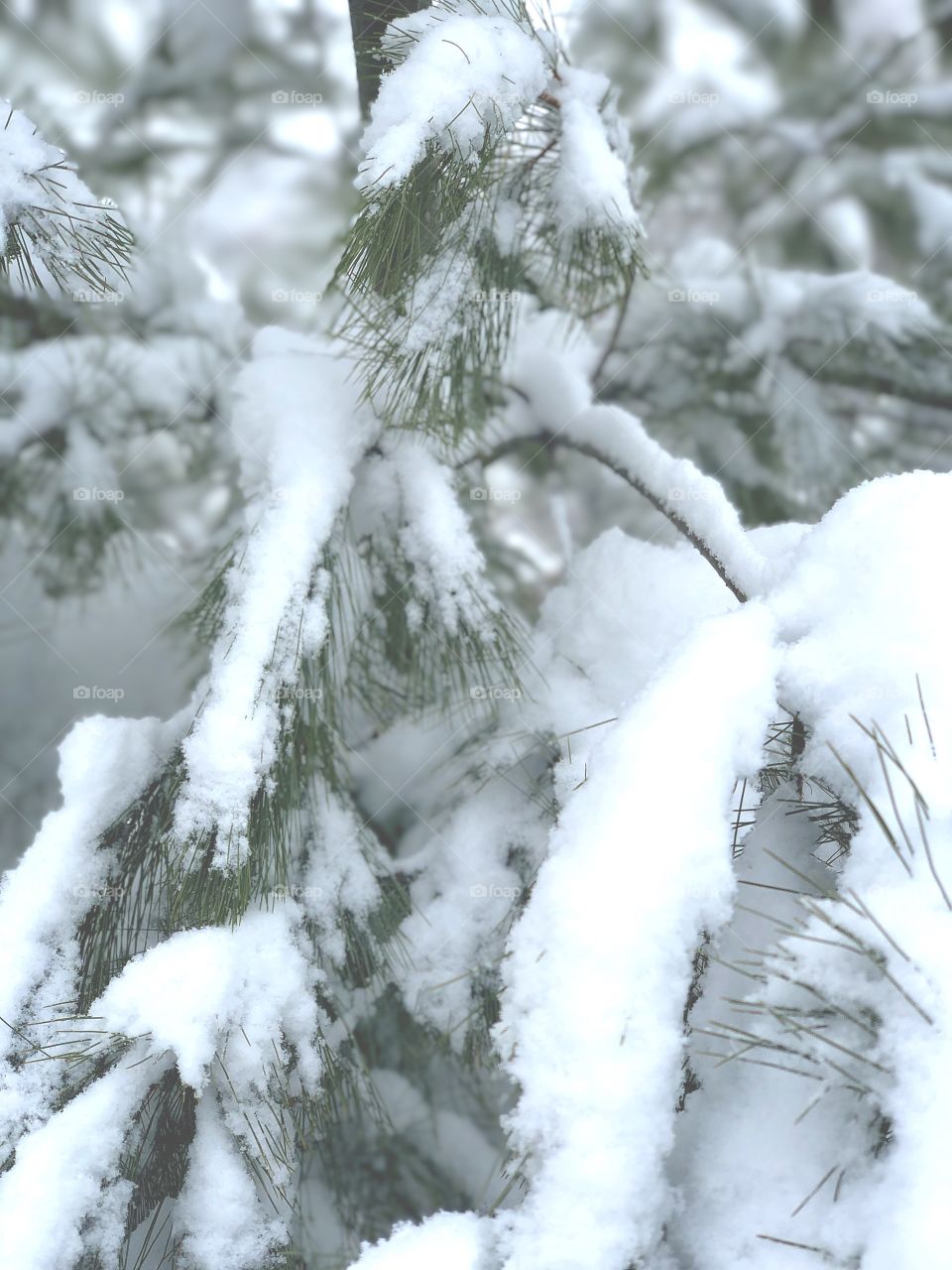 Snow covered pine