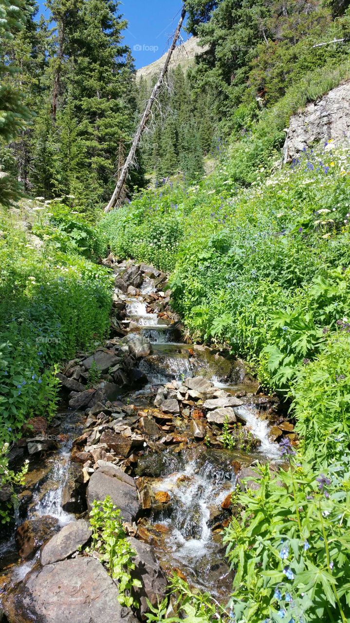 Cascading stream in Colorado