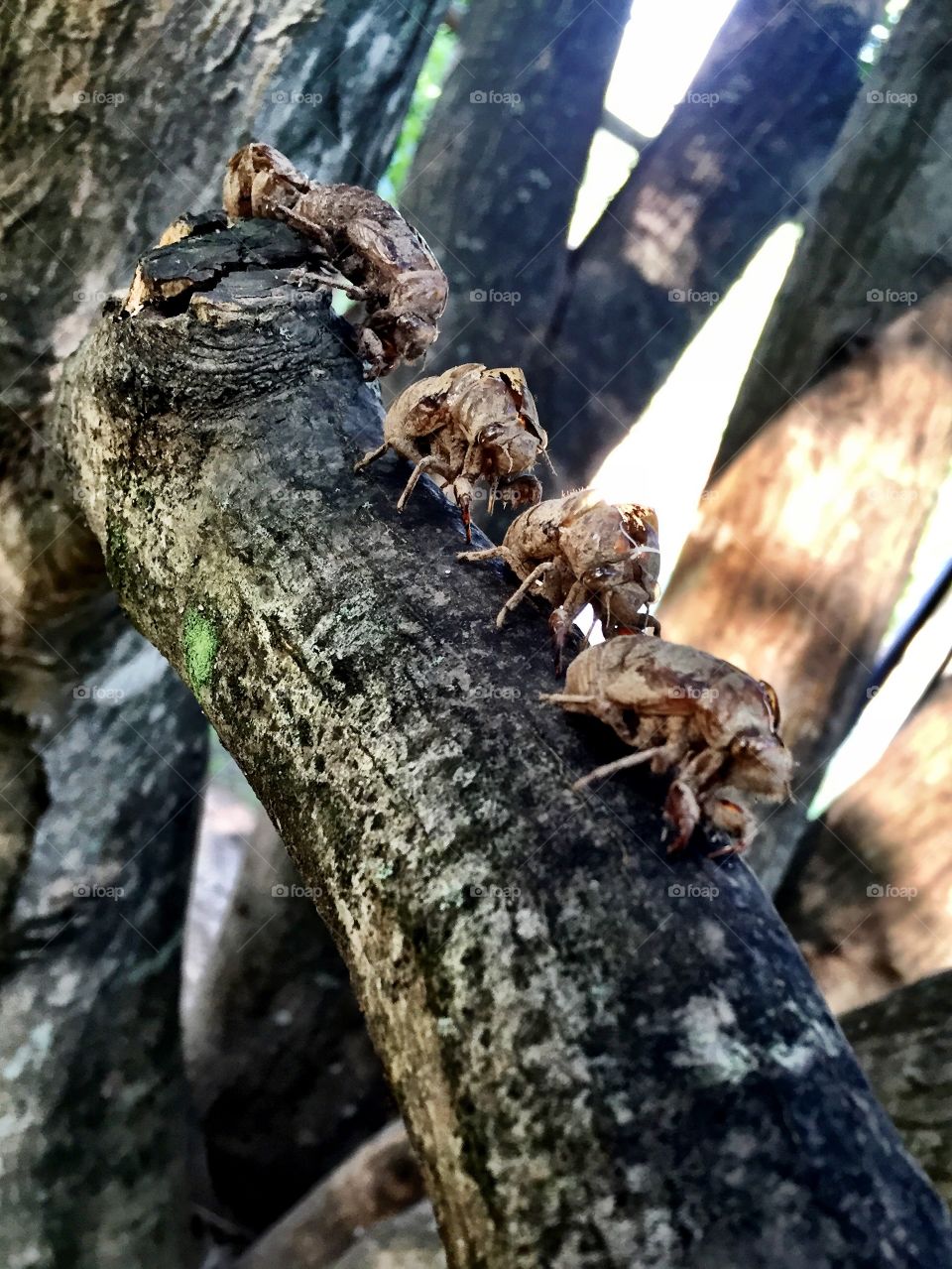 March of the cicada 