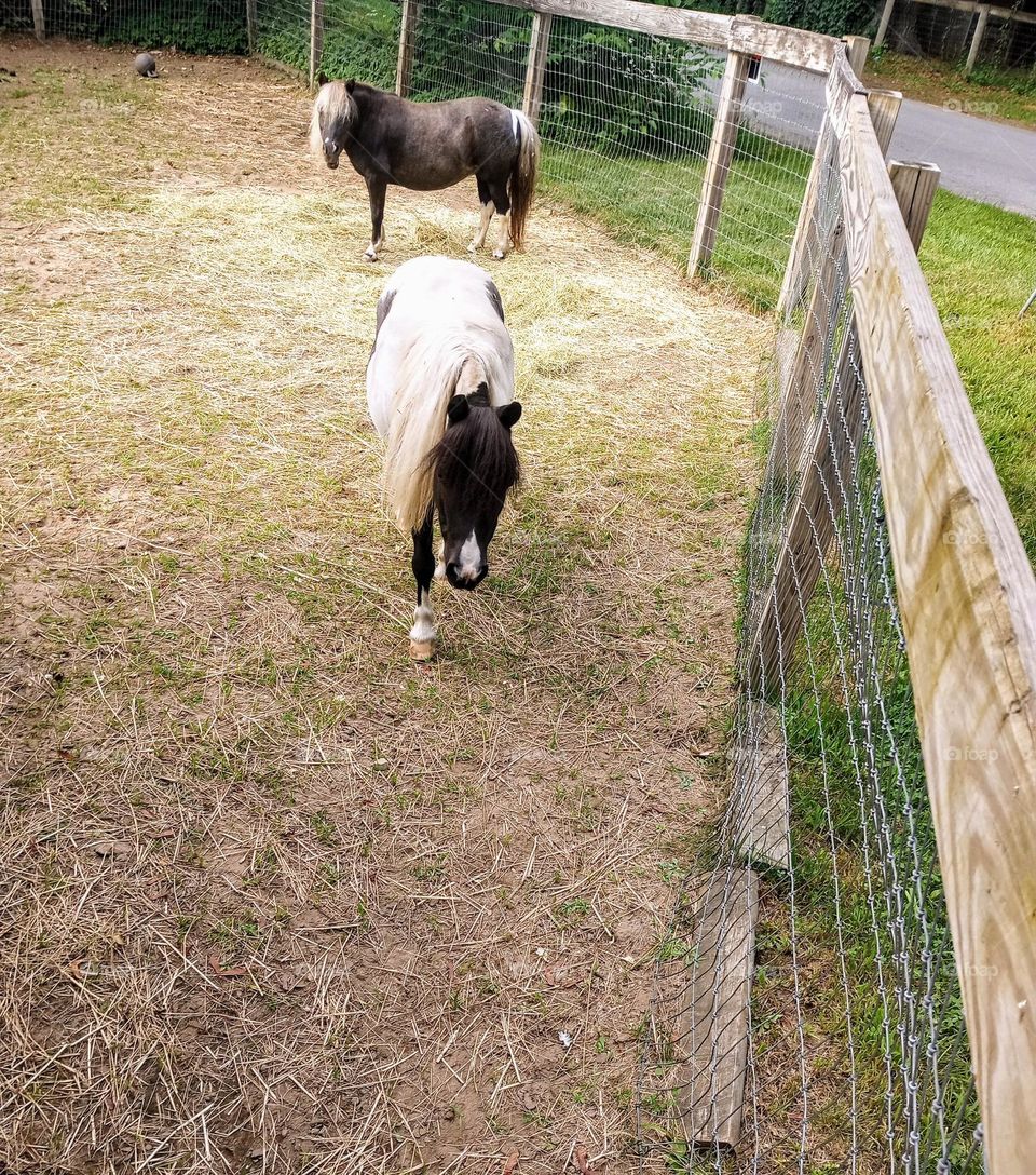 Miniature Horses