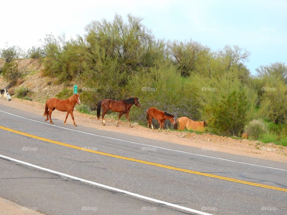 Wild horses crossing the road