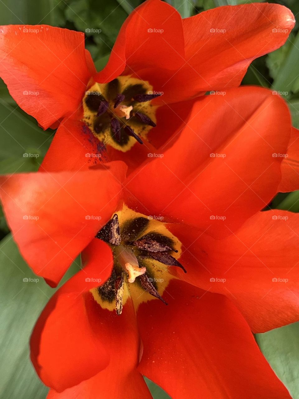 Top view of beautiful red tulips 