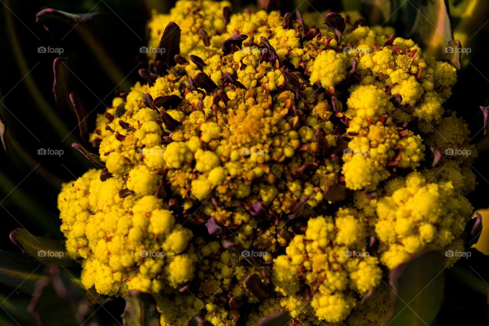 a macro detail of a cauliflower in the sun light