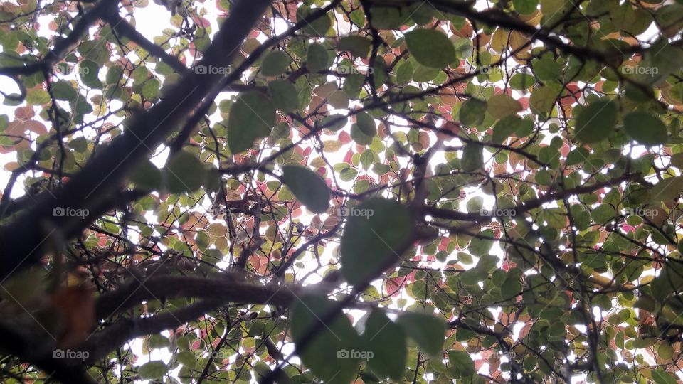 Under the tree branch