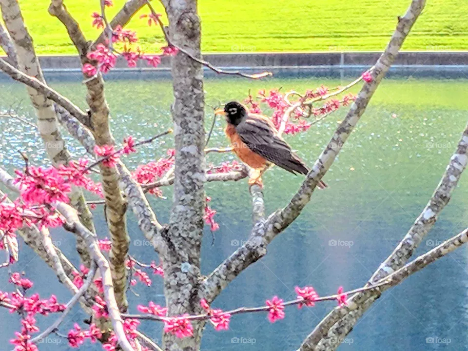 bird
