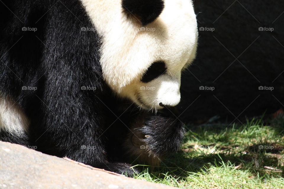 I have a big black panda paw