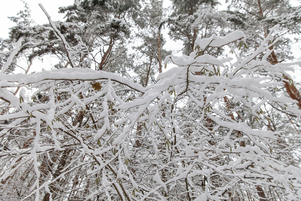 Snowy tree branches in the woods